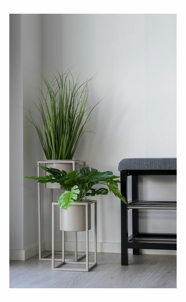 Monstera Minselia 2 (zelená)