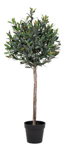 Olivovník Oslaví 2 (zelená)