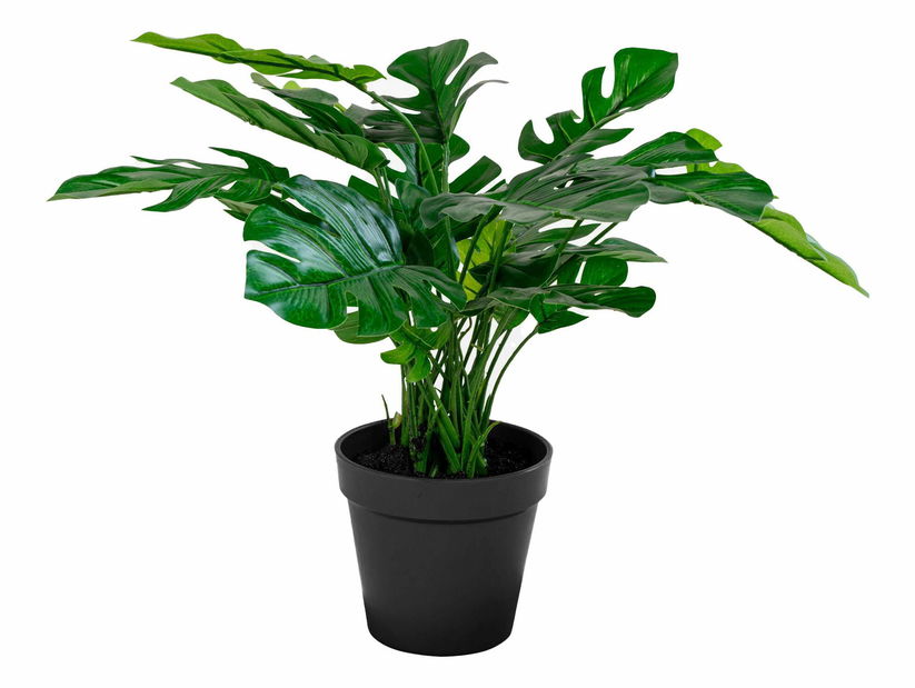 Monstera Minselia 2 (zelená)