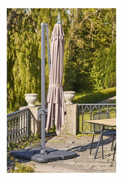 Slunečník Biveria (písková)