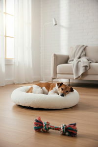 Sada misek pro domácí zvíře Apia 9 (přírodní)