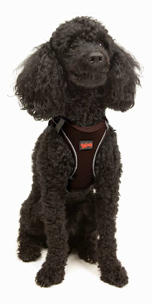 Postroj pro psa Airy (hnědá) (S)