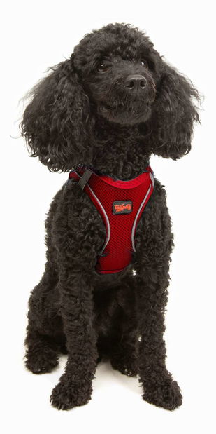 Postroj pro psa Airy (červená) (2XS)